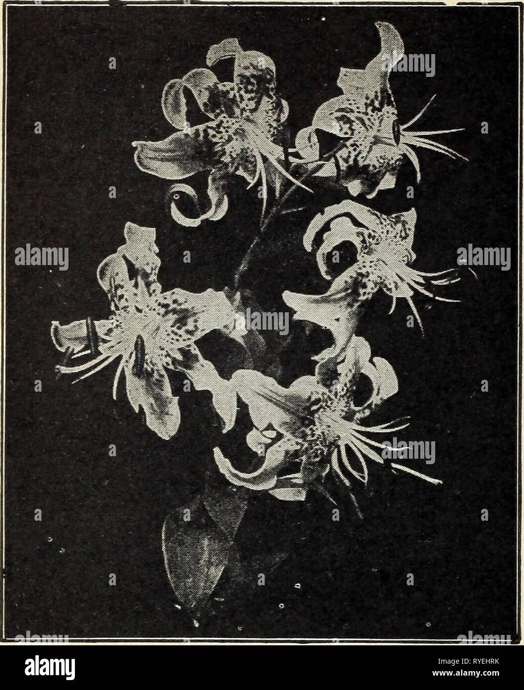 Dutch bulbs for spring blooming  dutchbulbsforspr1928wwba Year: 1928  16 Florists' Price List — Fall 1928 — The W. W. Barnard Co., 3942 S. Federal St.. Chicaso    Iillium Bubrum LILIUM SPECIOSUM (LANCE-LEAVED LILY} These lilies are probably the most popular of all, succeeding equally well in open border or in pots. When fully open, the petals curve gracefully on the flower, exposing the beautiful rose and crimson mark- ings, which characterize the Rubrum and Magnificum types. Speciosum Rubrum, or Roseum. White, heavily spotted with rich, rosy crimson spots. This variety is largely grown for cu Stock Photo