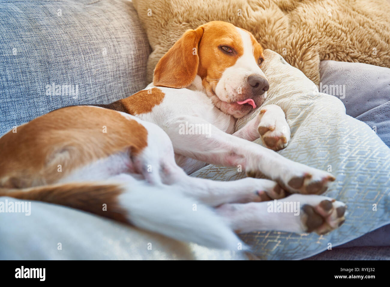 beagle sofa