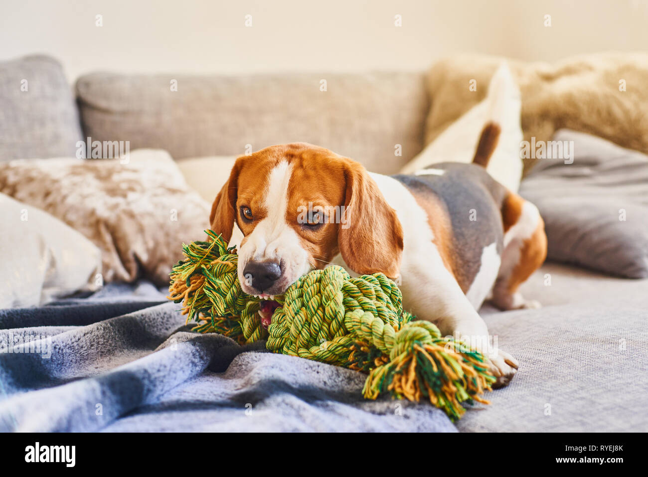 Dog Beagle With A Green Knot Rope In House In Living Room On A