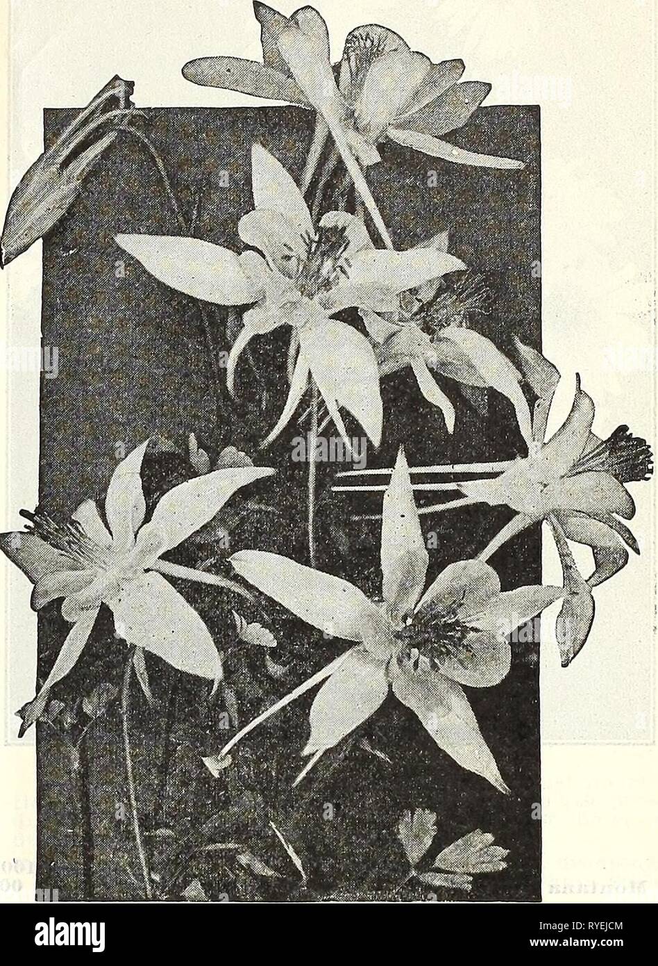 Dreer's wholesale price list : bulbs for florists plants for florists flower seeds for florists  dreerswholesalep1928henr Year: 1928    Achillea Ptarmica 'The Pearl' 19 Stock Photo