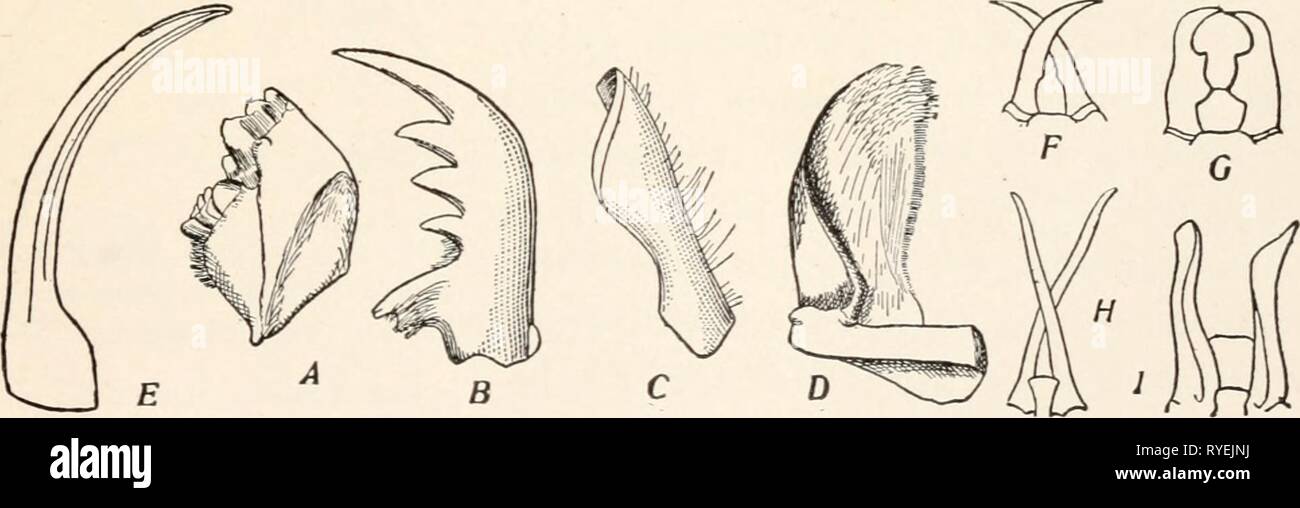 Elementary entomology  elementaryentomo00sand Year: [c1912]    FIG. 12. Various forms of mandibles A, grasshopper (Melanoplns) ; B, tiger beetle (Cicindelidae) ; C, bee (Apis) ;'Z>, Onthopha- gus; E, lace-winged fly (Chiysopa) ; f-f, soldier termites. (After Hagen, from Folsom) The mandibles, or jaws, are composed of a single toothlike piece and move in a transverse plane. The form of the mandibles Stock Photo