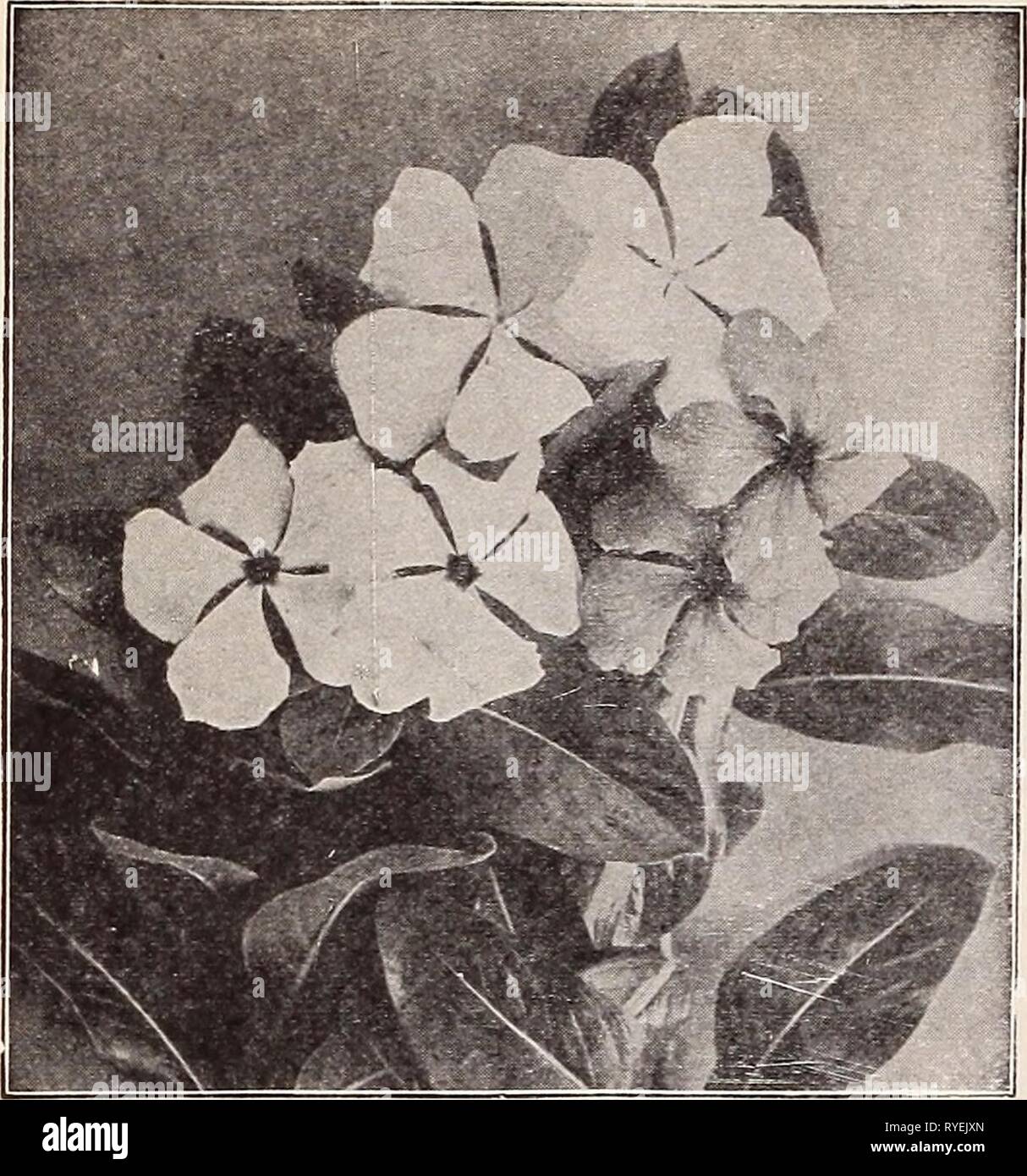 Dreer's wholesale price list for florists : special spring edition  dreerswholesalep1932henr 2 Year: 1932  20 HENRY A. DREER Flower Seeds WHOLESALE LIST    Vlnca Rosea Verbena Royal Bouquet A new departure in the habit of growth of this popular annual. The plants are upright in growth, 15 to 18 inches tall, with straight stems and large flowers in a brilliant mixture of colors. Excellent for bedding, cutting or as a pot plant. Mixed Colors. 50 cts. per trade pkt.; $2.50 per oz. Verbena Nana Compacta Tr. pkt. Oz. Fireball (New). A dwarf compact Ver- bena about six inches high, literally covered Stock Photo