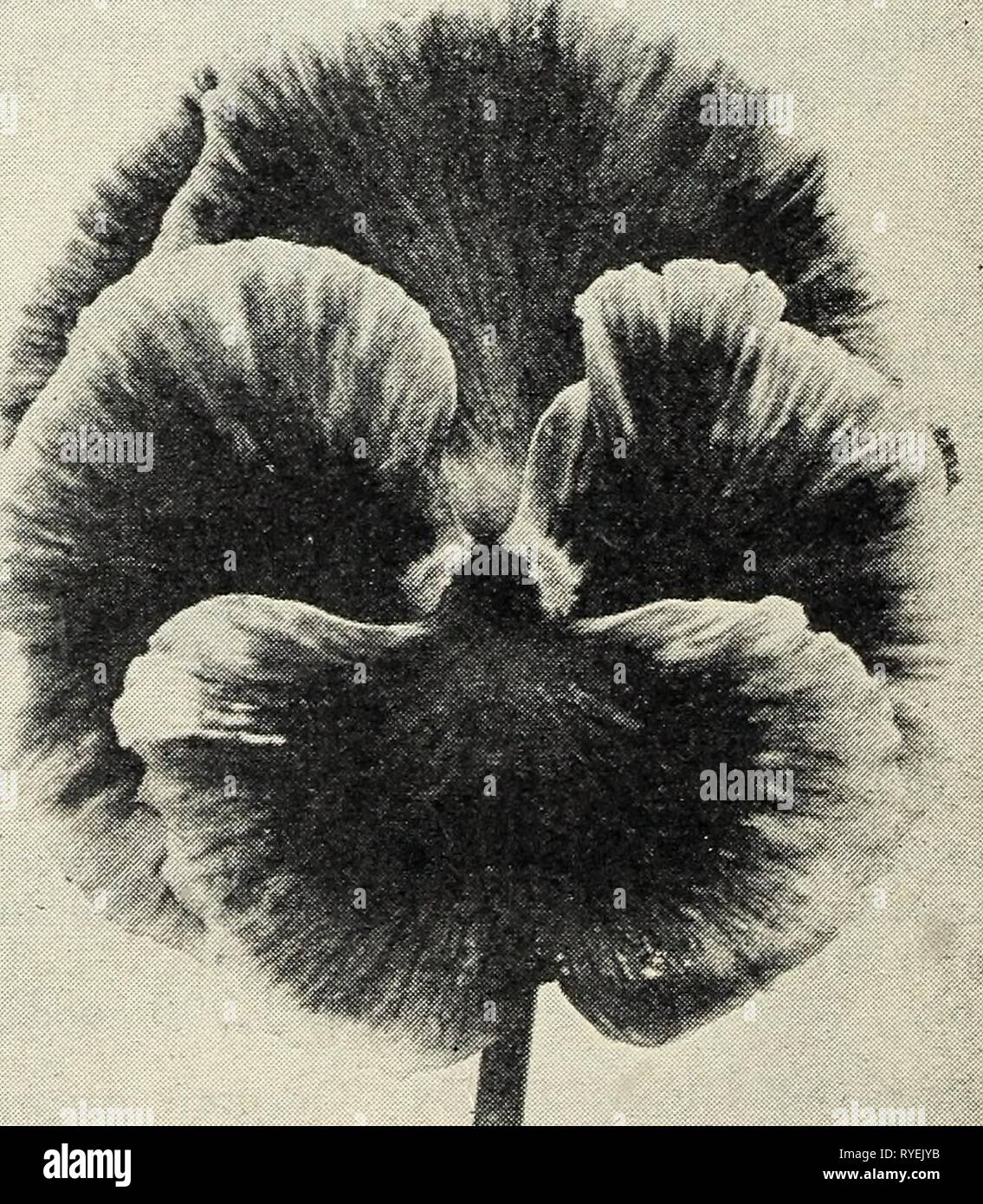 Dutch bulbs for spring blooming  dutchbulbsforspr1928wwba Year: 1928  22 Florists' Price List — Fall 1928 — The W. W. Barnard Co., 3942 S. Federal St., Chicago SEEDS OF SPECIAL MERIT—Continued For a Complete List of FLOWER SEEDS — See Pages 24 to 35 GYPSOPHILA GRANDIFLORA ELEGANS ALBA. 'Paris Market*' Strain. This is a great improvement over the old variety, grows about the same height but has larger pure white flowers. Many acres are grown for the Paris Market. T. pkt., 10c; oz., 20c; lb., $1.65 LARKSPUR LA FRANCE. The best pink stock-flowered Lark- spur for Florists' use. The large, well for Stock Photo