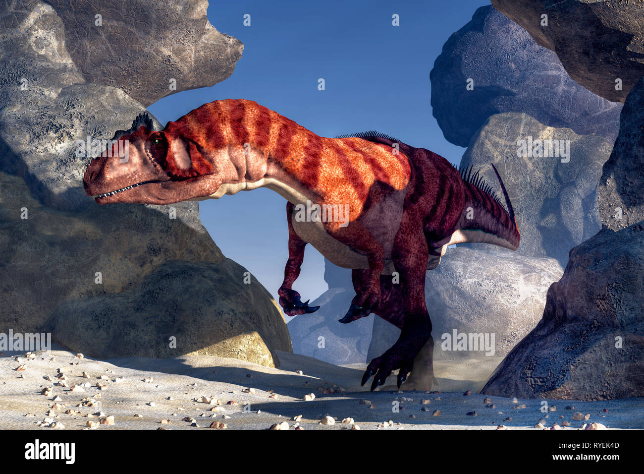 An Allosaurus, a carnivorous theropod dinosaur of the Jurassic stalks ...