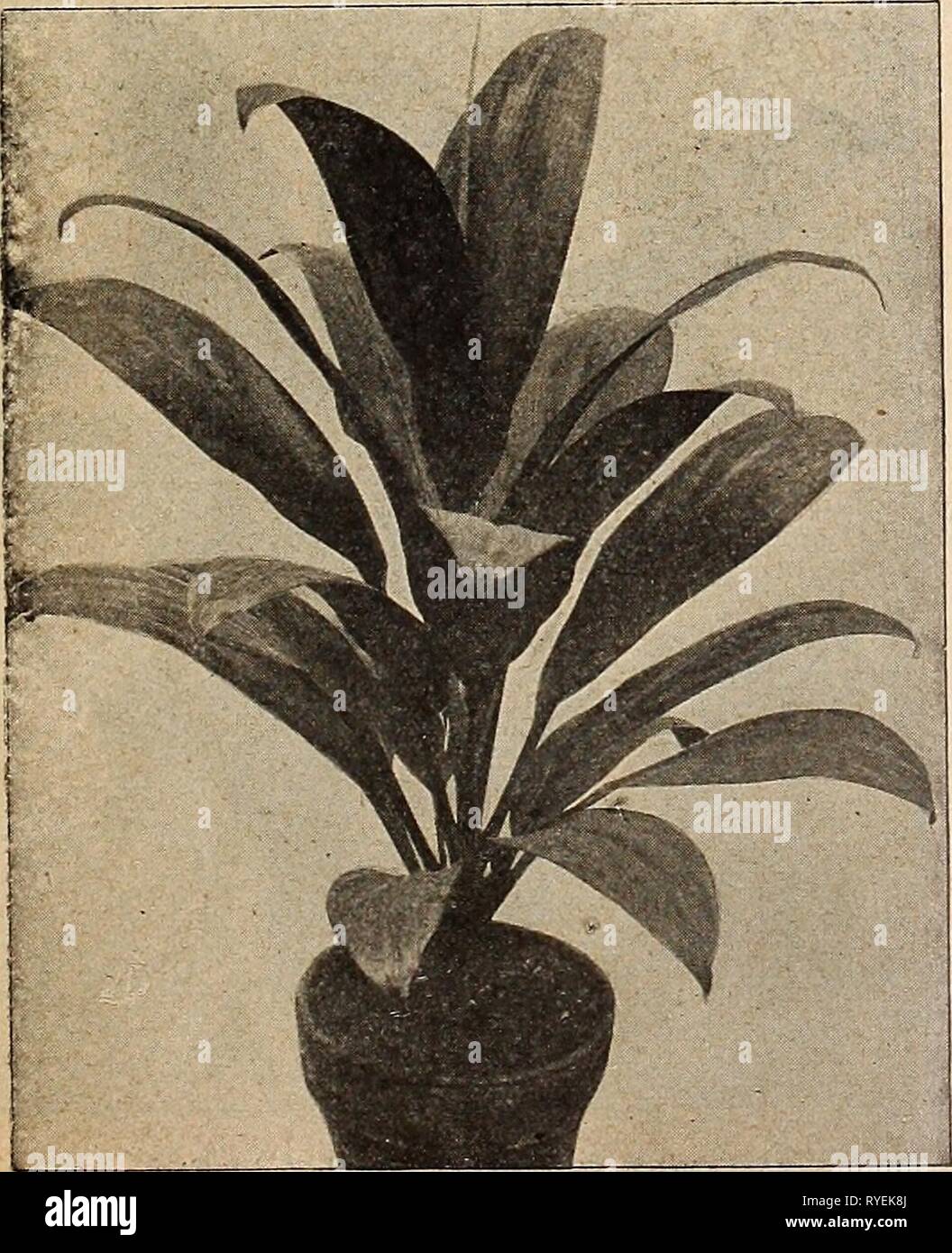 Dreer's wholesale price list : decorative and other plants for florists, bulbs for forcing, seasonable flower seeds, florists' requisites, etc  dreerswholesalep1918henr Year: 1918  Dracaena Fragrans. A splendid lot of young plants for growing- on. 2-inch pots . . .' $1.75per doz.; $12.00 per 100 2.50 18.00 4.00 30.00 6.00 40.00    Dracaena Qodseffiana. A useful plant for use in Fern-dish work. 2'/i-inch pots $1.75 per doz.; $12.00 per 100. 3 ' 2.00 ' 15.00 Dracsna Imperialis. 2-inch pots $2.00 per doz.; $15.00 per 100 3 ' 3.60 ' 25.00 4 ' 50 cts. each Dracaena Indivisa. 3-inch pots $1.00 per d Stock Photo