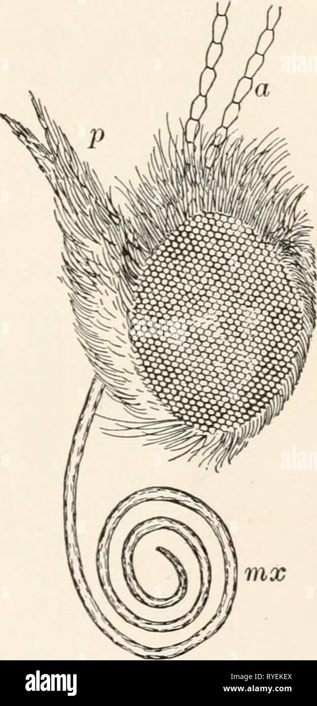 Elementary entomology  elementaryentomo00sand Year: [c1912]  md    FIG. 15. Mouth-parts of the squash-bug lab, labium, forming a sheath for the other parts ; Ibr, labrum, fitting into the lower part of the suture of the labium ; md, mandible ; w.v, max- illa. Mandibles and maxillae pulled out of labium FIG. 16. Side view of head of butterfly, with part of antennae (a) removed, showing mouth-parts mx, maxillae ; /, labial palpus grasshopper is a fleshy, tonguelike organ, but in some orders it is quite differently developed. The salivary glands open near its attachment. Suctorial type of mouth-p Stock Photo