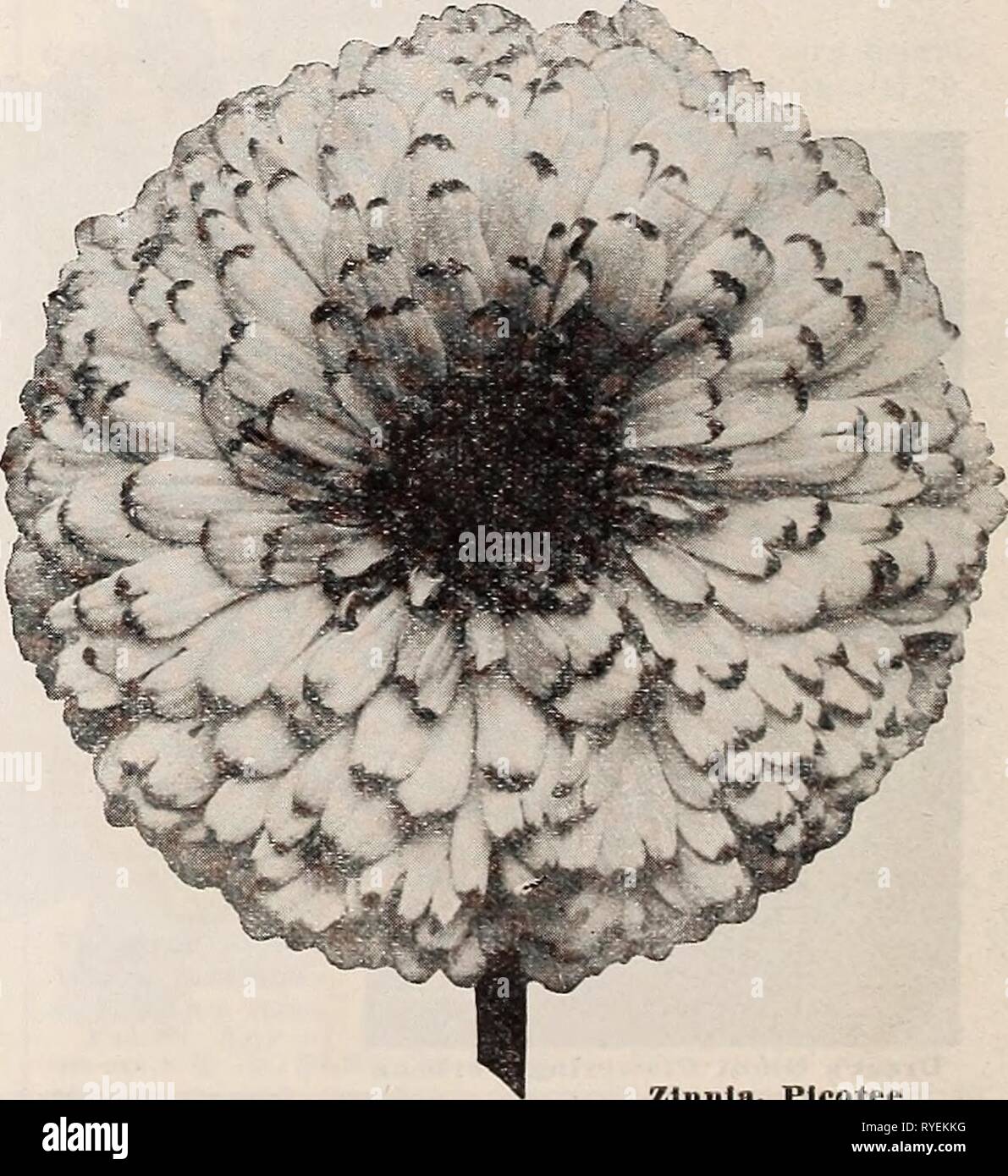 Dreer's wholesale price list for florists : flower seeds plants and bulbs vegetable and lawn grass seeds sundries  dreerswholesalep1934henr 0 Year: 1934  22 HENRY A. DREER Flower Seeds WHOLESALE LIST 1 KSk J &gt;p yi^L ^S Rsl Ehmt' ^ . X- 'St JBaaa^*' J 'Vinca Rosea Verbena Royal Bouquet The plants are upright in growth, 15 to 18 inches tall, with straight stems and large flowers in a brilliant mixture of colors. Excellent for bedding, cutting or as a pot plant. Mixed Colors. Tr. pkt., 50 cts.; oz., $3.00. Verbena Nana Compacta Fireball A dwarf compact 'Verbena about six inches high, literall Stock Photo
