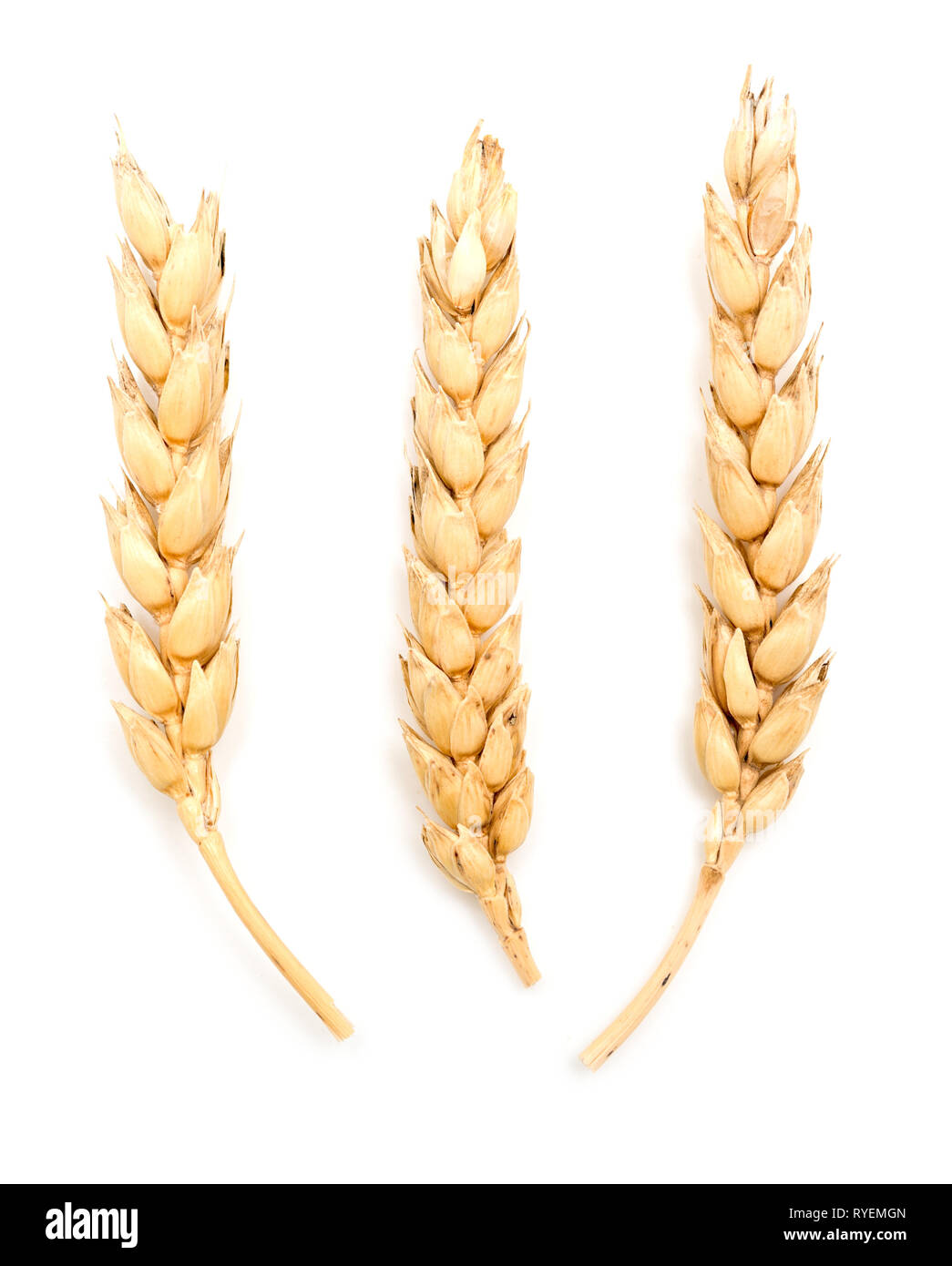 Wheat ears isolated on white background Stock Photo - Alamy
