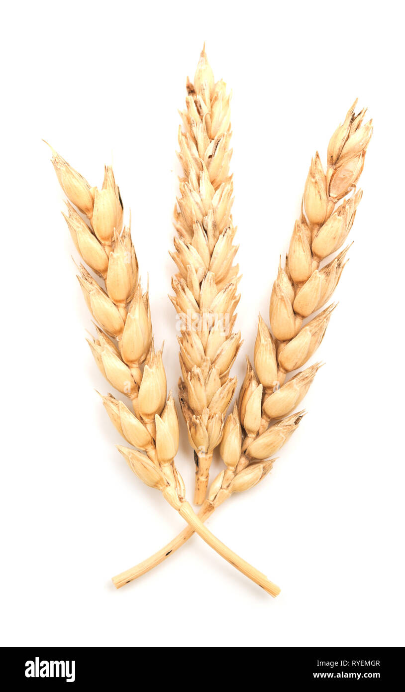Wheat ears isolated on white background Stock Photo - Alamy