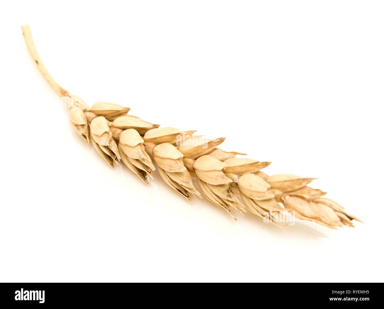 Wheat ear isolated on white Stock Photo - Alamy
