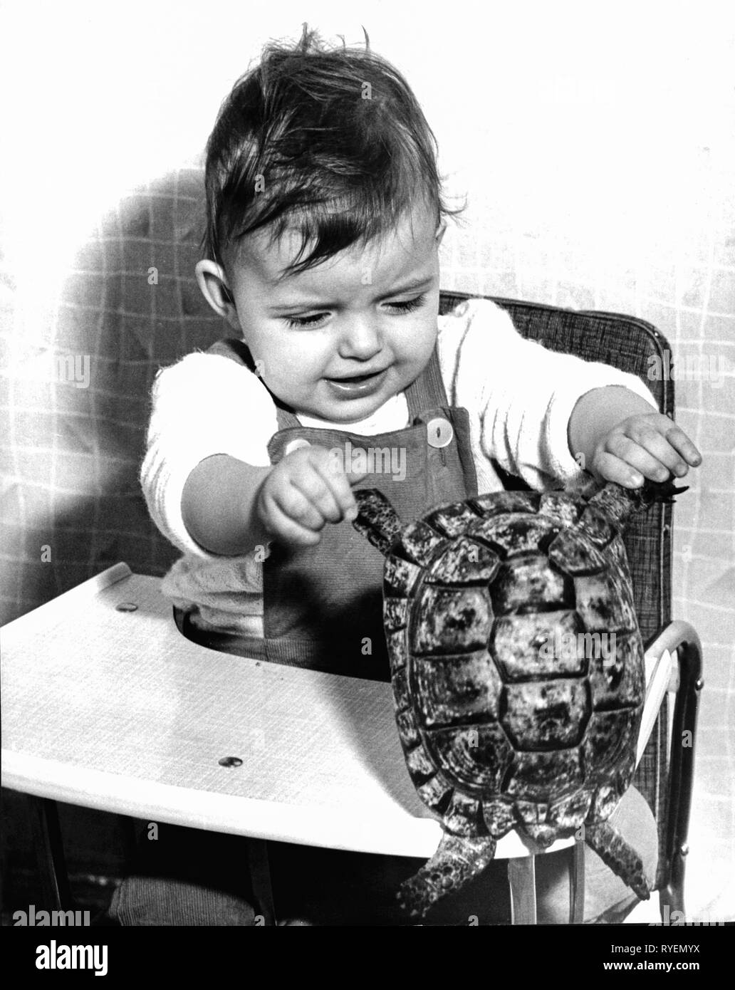 people, child / children, with animals, baby with tortoise, 1960s, Model-Released Stock Photo