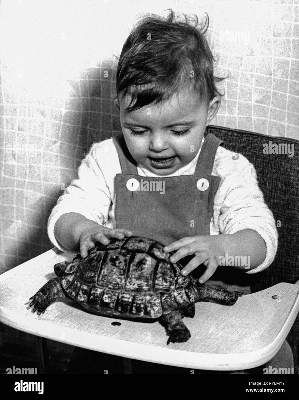 people, child / children, with animals, baby with tortoise, 1960s, Model-Released Stock Photo