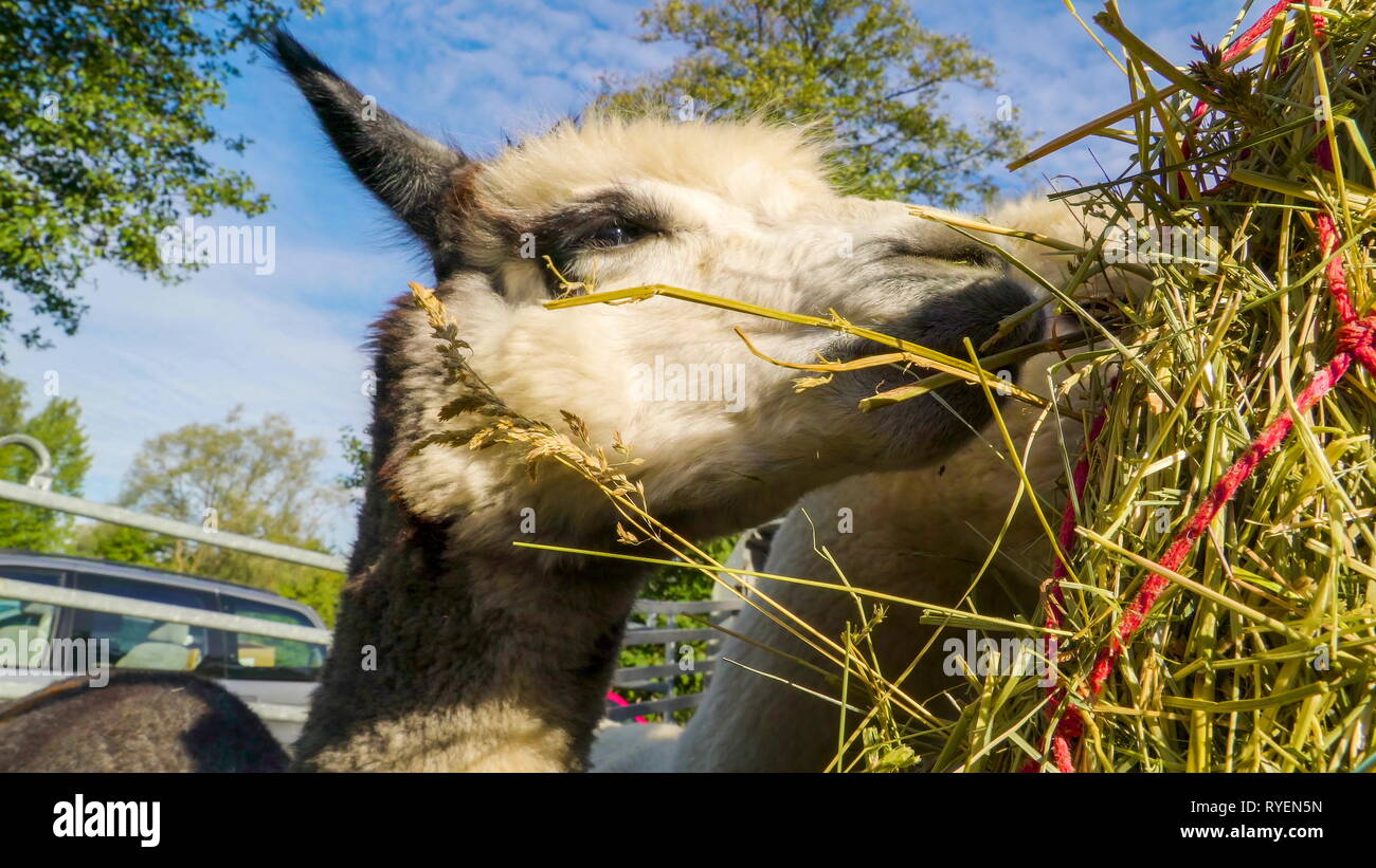 Closer look of the black llama eating hay with the black color eyes Stock Photo