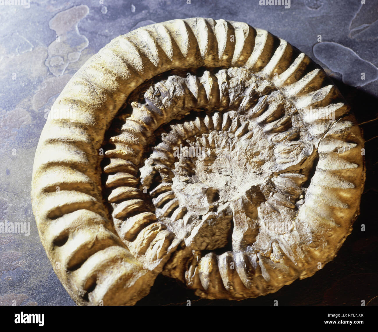 prehistory, fossilization, fossil, zoology, petrified ammonite, Additional-Rights-Clearance-Info-Not-Available Stock Photo