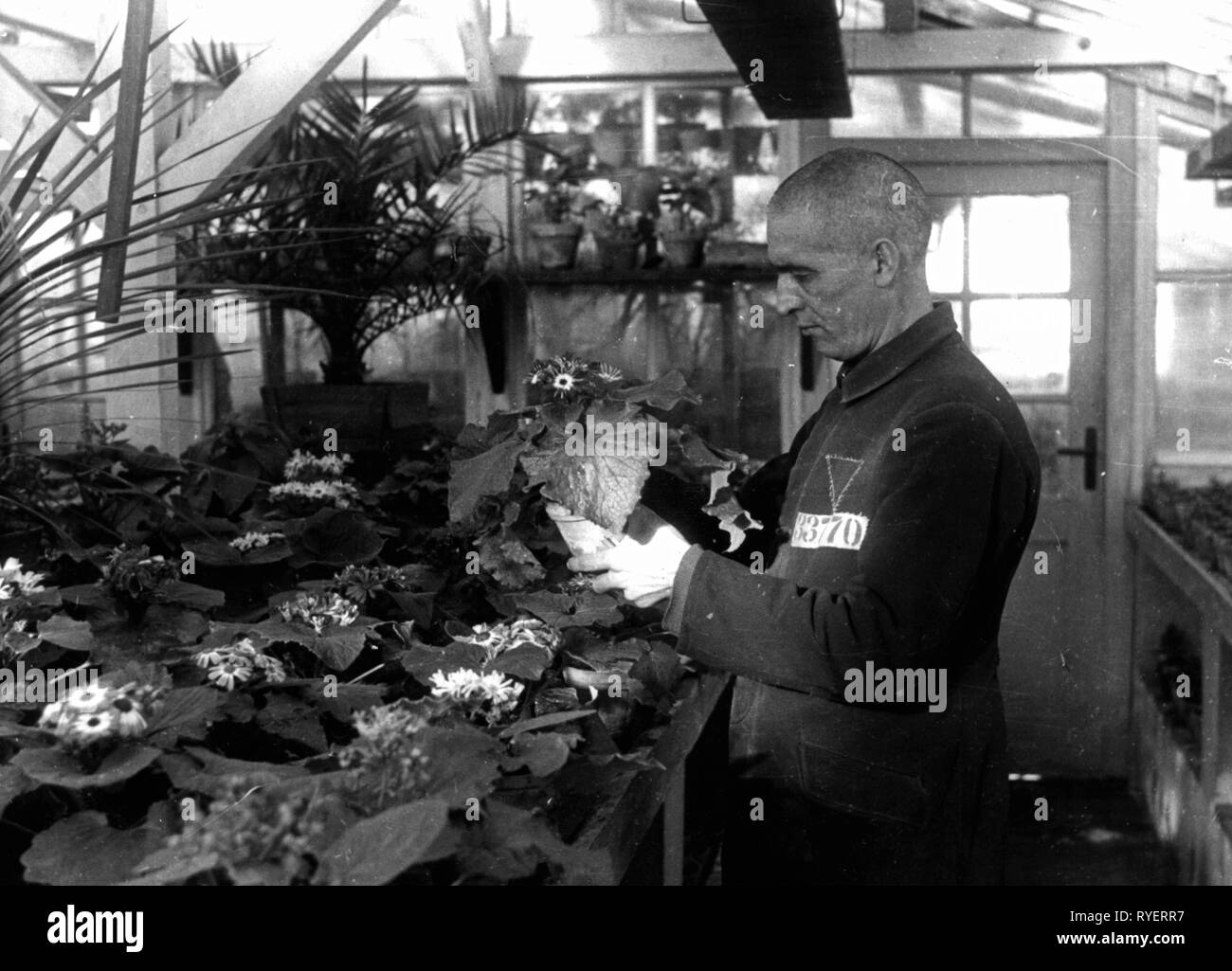 Nazism / National Socialism, crimes, Sachsenhausen concentration camp, a prisoner in the plant nursery, February 1941, Additional-Rights-Clearance-Info-Not-Available Stock Photo