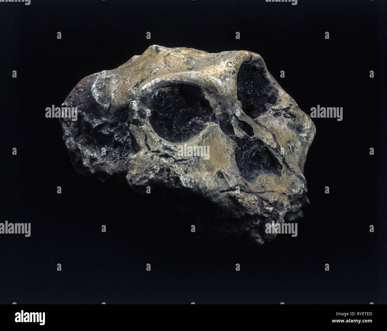 prehistory, human / prehistoric man, cranium, Additional-Rights-Clearance-Info-Not-Available Stock Photo
