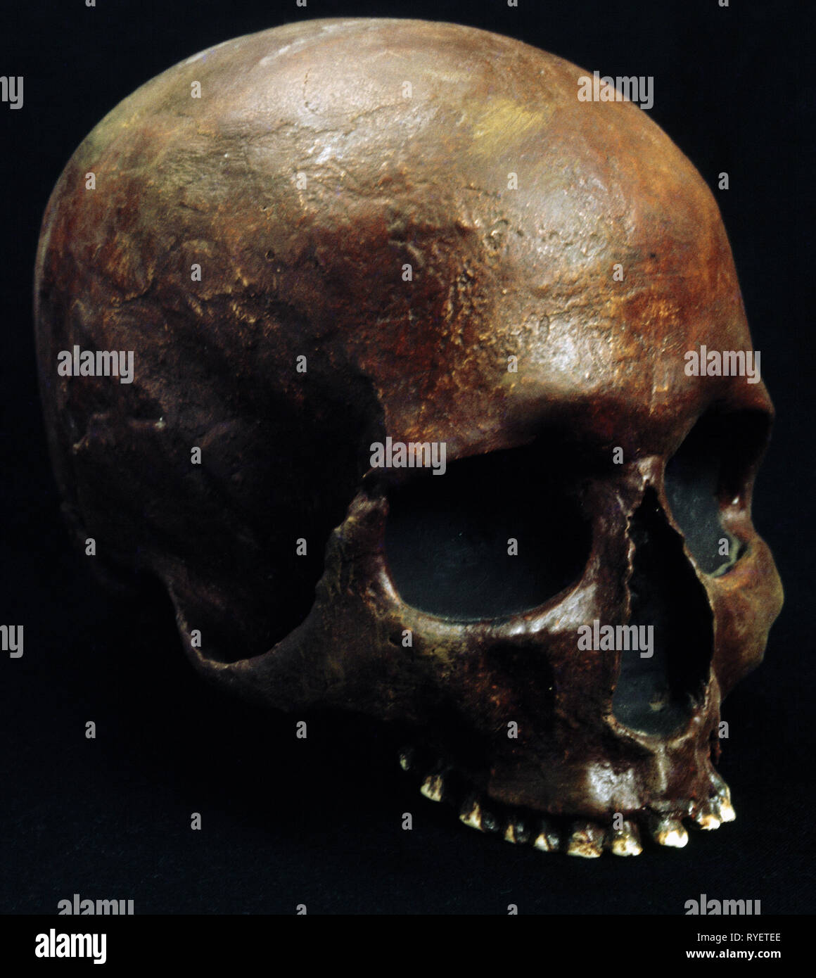 prehistory, human / prehistoric man, Homo sapiens, cranium, Additional-Rights-Clearance-Info-Not-Available Stock Photo
