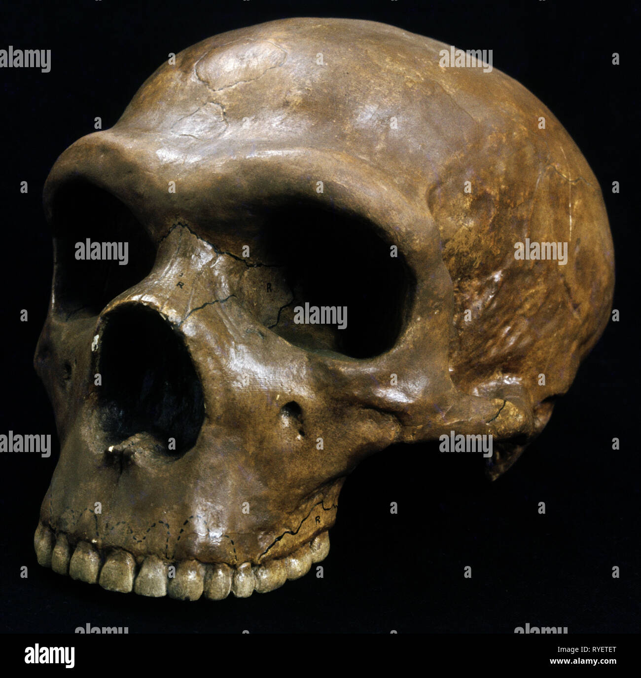 prehistory, human / prehistoric man, cranium, Tertiary, ape, Proconsul (primate), Additional-Rights-Clearance-Info-Not-Available Stock Photo