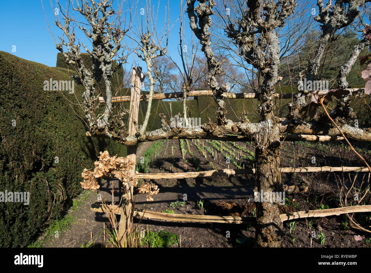 Espalier fruit tree in the High Garden at Great Dixter in Northiam