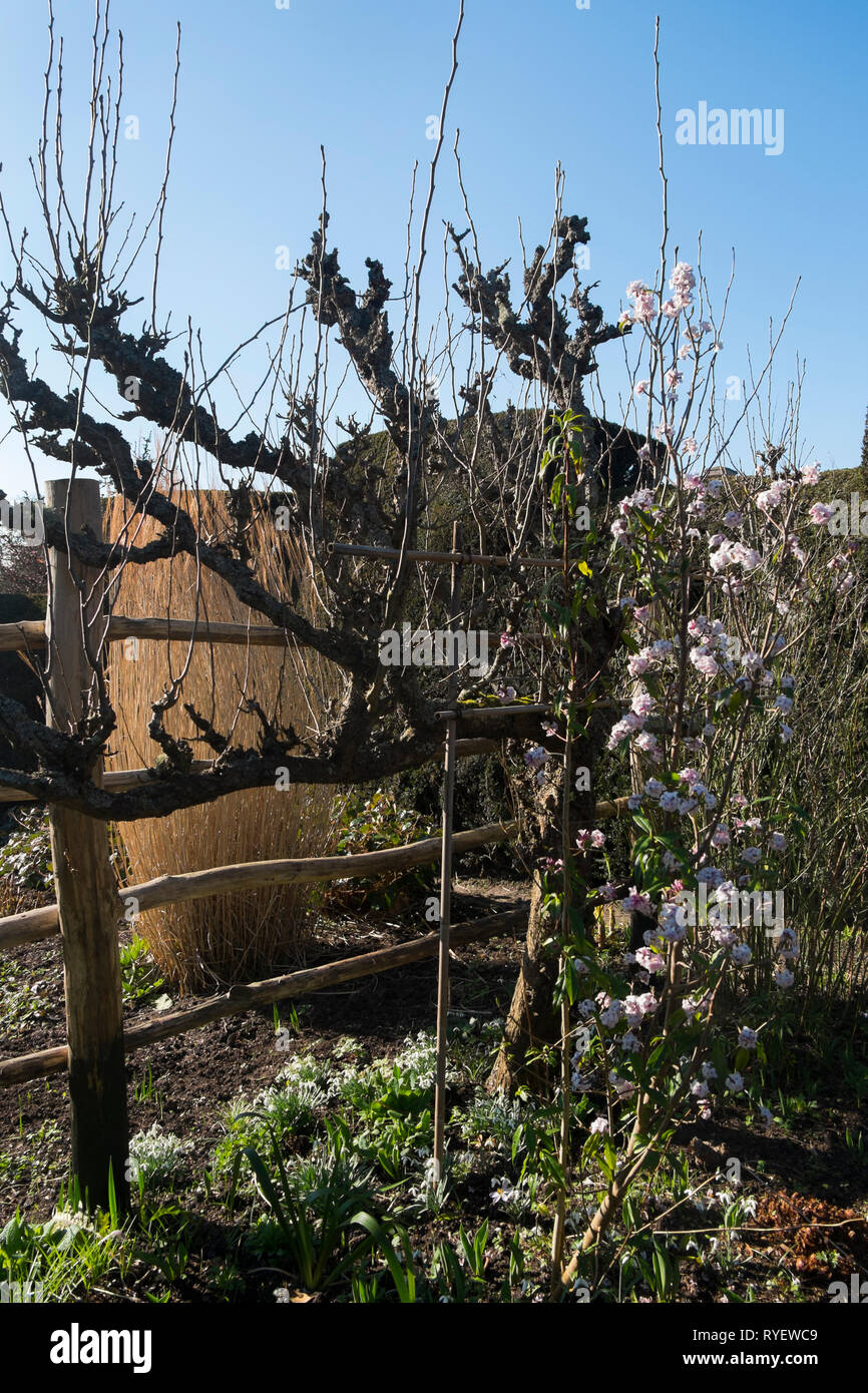 Espalier fruit tree in the High Garden at Great Dixter in Northiam, East Sussex, England, UK. Stock Photo