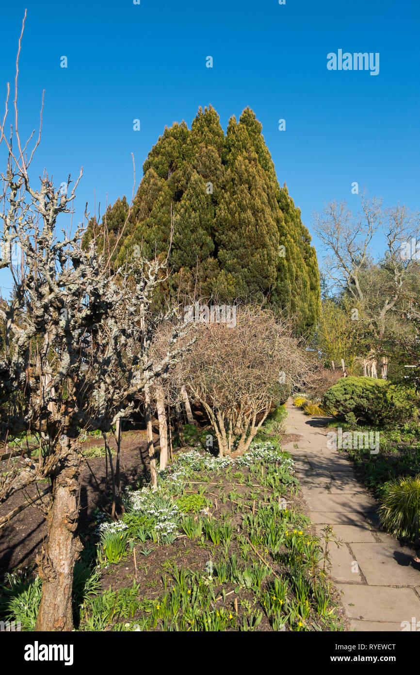 Espalier fruit tree in the High Garden at Great Dixter in Northiam