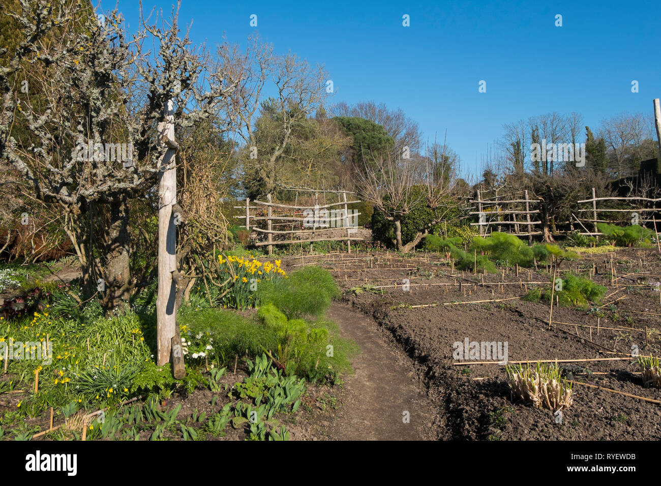 Espalier fruit tree in the High Garden at Great Dixter in Northiam