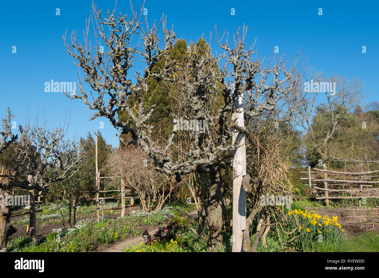 Espalier fruit tree in the High Garden at Great Dixter in Northiam