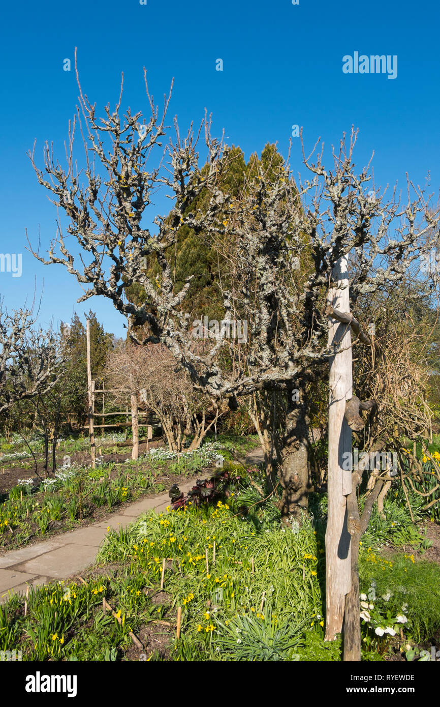 Espalier fruit tree in the High Garden at Great Dixter in Northiam