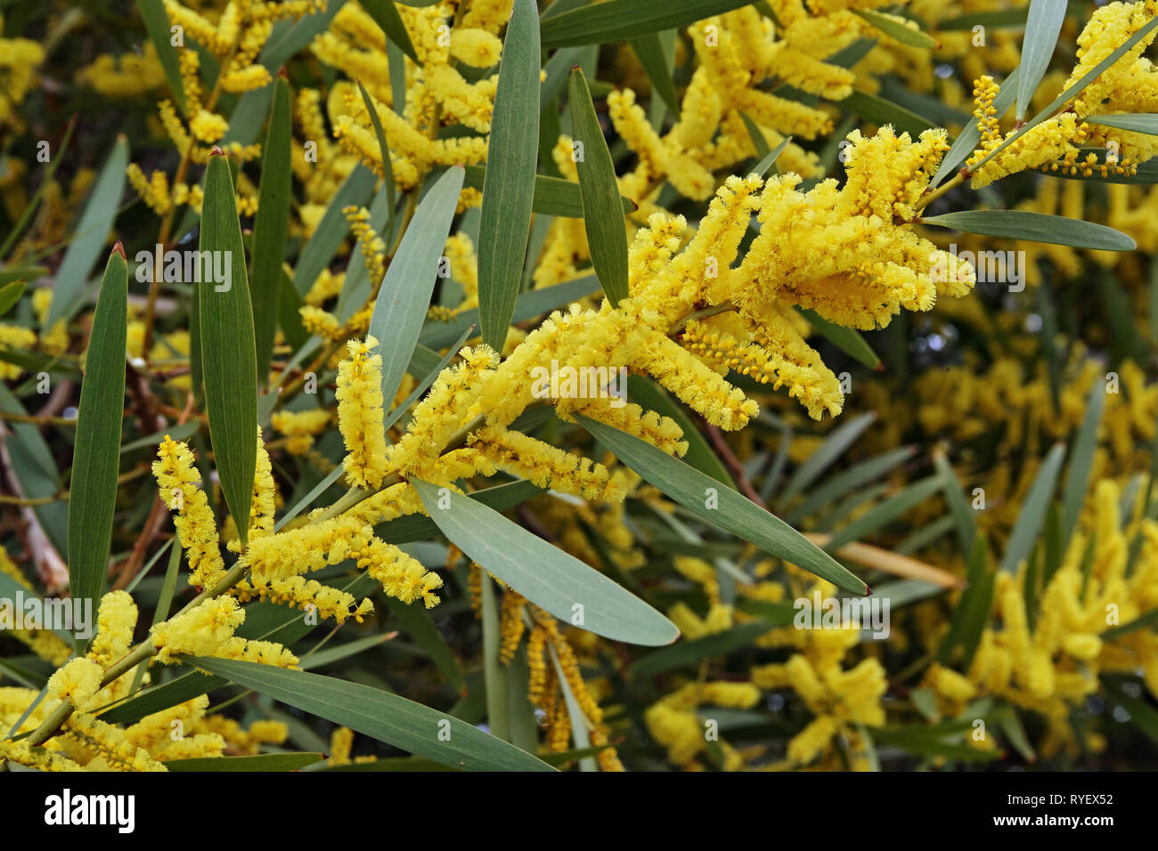 sydney golden wattle,detail of a  branch in full bloooming Stock Photo