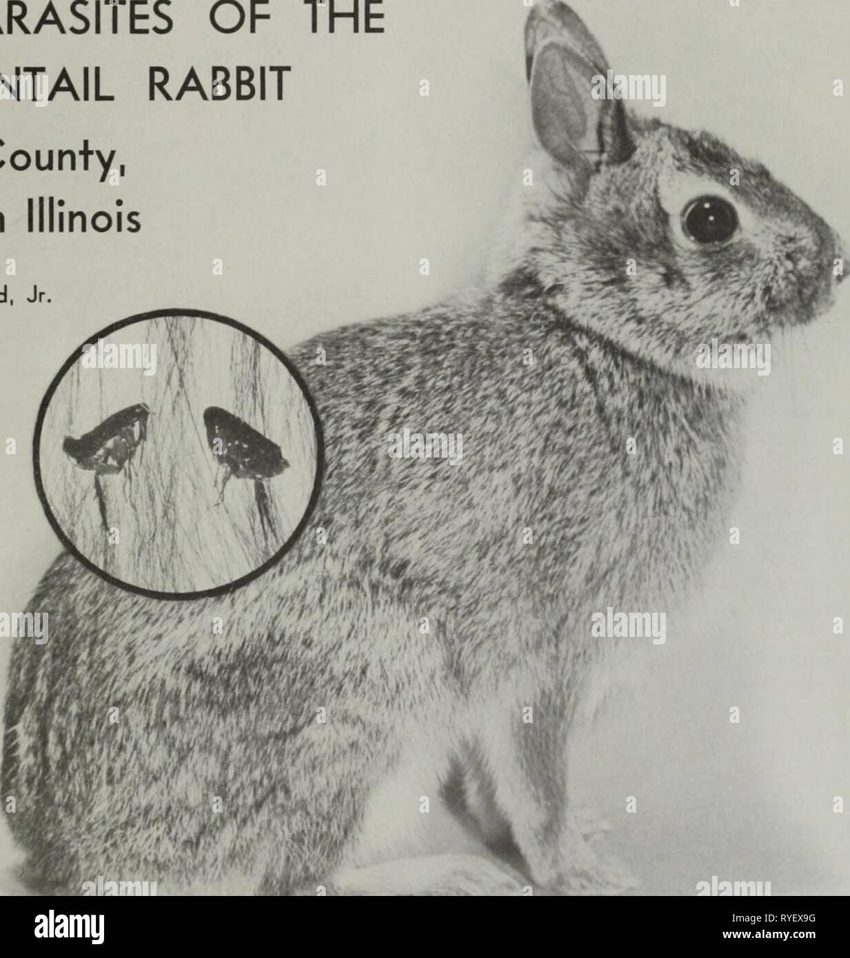 Ectoparasites of the cottontail rabbit Stock Photo - Alamy