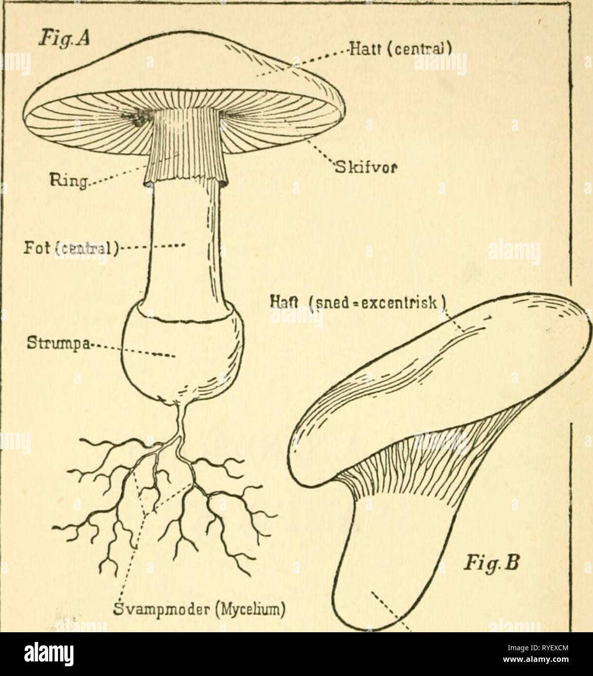 D:r M.A. Lindblads svampbok drmalindbladssva00lind Year: 1902 Svampmoder  (Mycelium) Fot (sned-excenirisk Stock Photo - Alamy