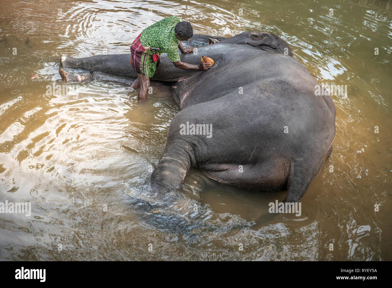 In searing heat, a Sri Lankan elephant enjoys laying down in the cool waters of a river as his Mahout scrubs it down with a coconut husk. Stock Photo