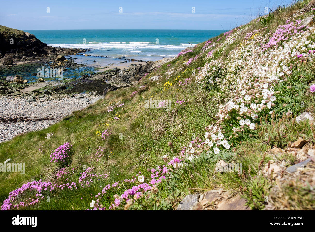 Sea Pink or Thrift (Armeria maritima) and Sea Campion (Silene maritima) flowers growing beside the coast path around Cable Bay / Porth Crugmor, Isle o Stock Photo