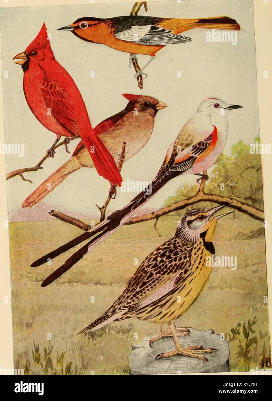 Elementary principles of agriculture : a text book for the common schools  elementaryprinci02ferg Year: 1913    OUR BIRD FRIENDS What do they eat? See Figs. 119 and 120. Red Bird or Sinai (mafe and female,, Bullock's Oriole, Scssor Taded Fly Catcher, and Meadow Lark. Stock Photo