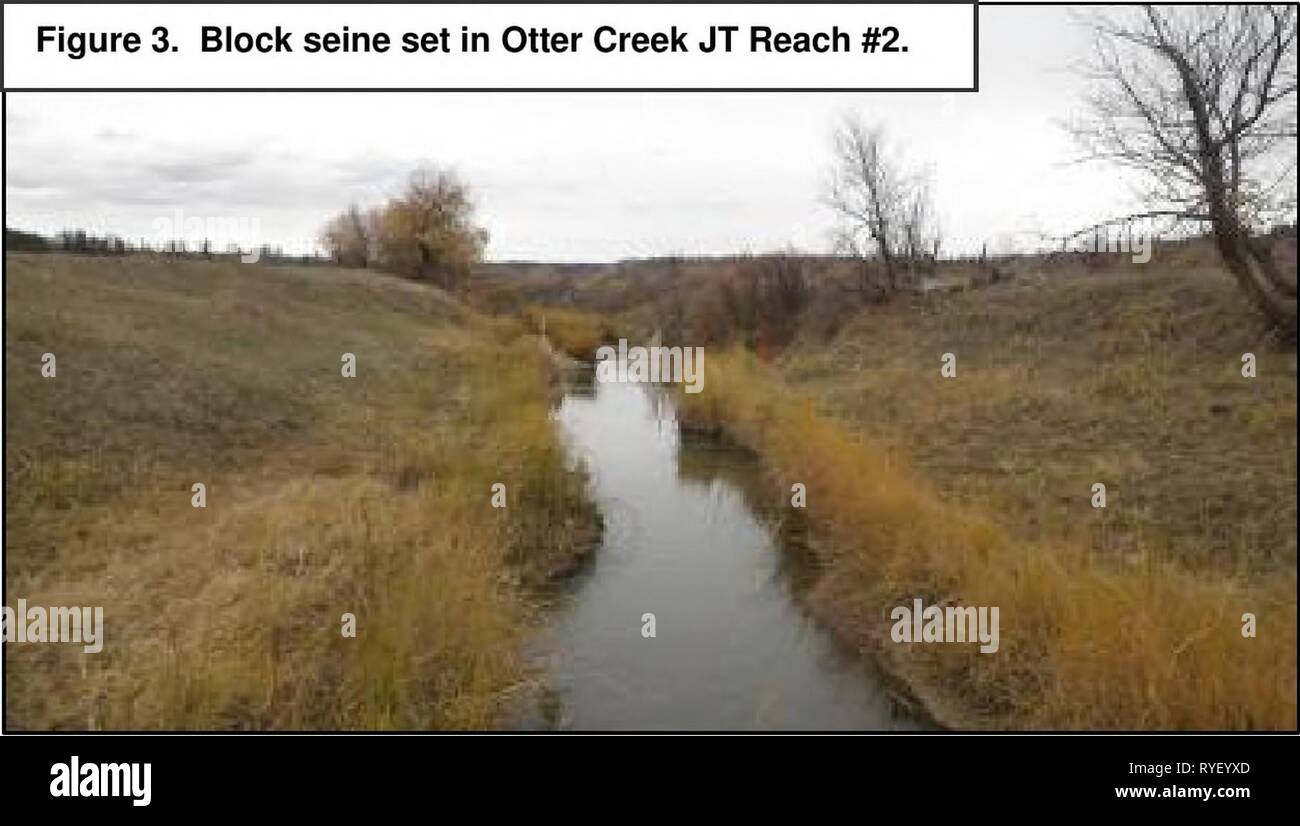 2012 survey assessments and analysis of fish, macroinvertebrates and herpetofauna in the Otter Creek coal tracts area of Powder River County  Eb339133-a249-4662-ac73-98bf02e1e686 Year: 2013    for the Eastern Plains Stream Index, thus any scores above this threshold are considered unimpaired. Fish and Amphibian Surveys Fish sampling within the 300m stream assessment reach was conducted with 6 and 9 meter straight seines in 25-30m increments seining in a downstream direction toward the block seine (Figure 3, protocols outlined in Bramblett et al. 2005). Fish captured in a blocked section were t Stock Photo