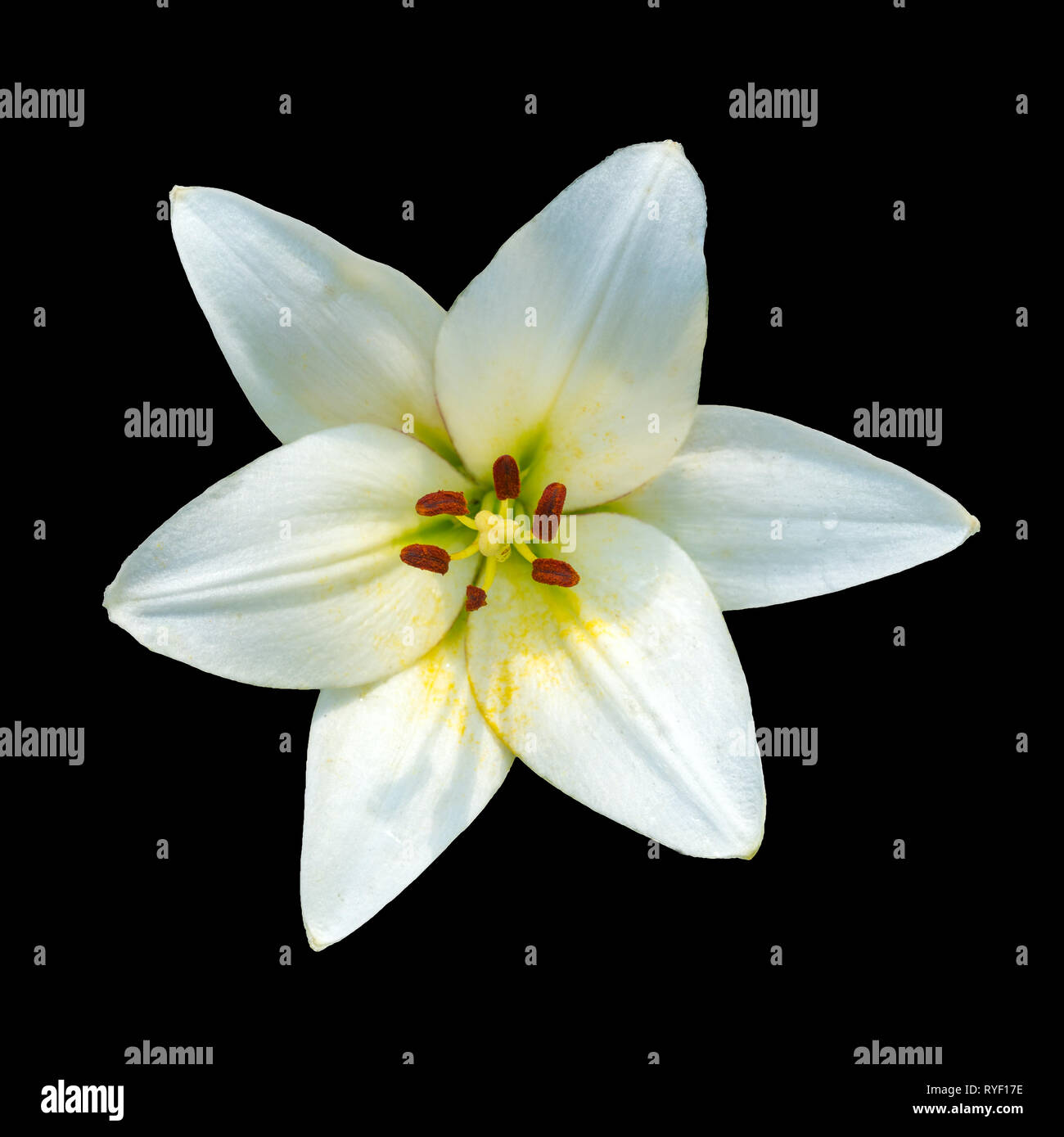 White lilies on a black background Stock Photo - Alamy