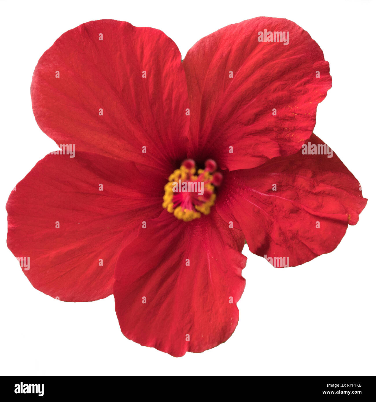 Red flower- Hibiscus rosa sinensis, isolated on white Stock Photo