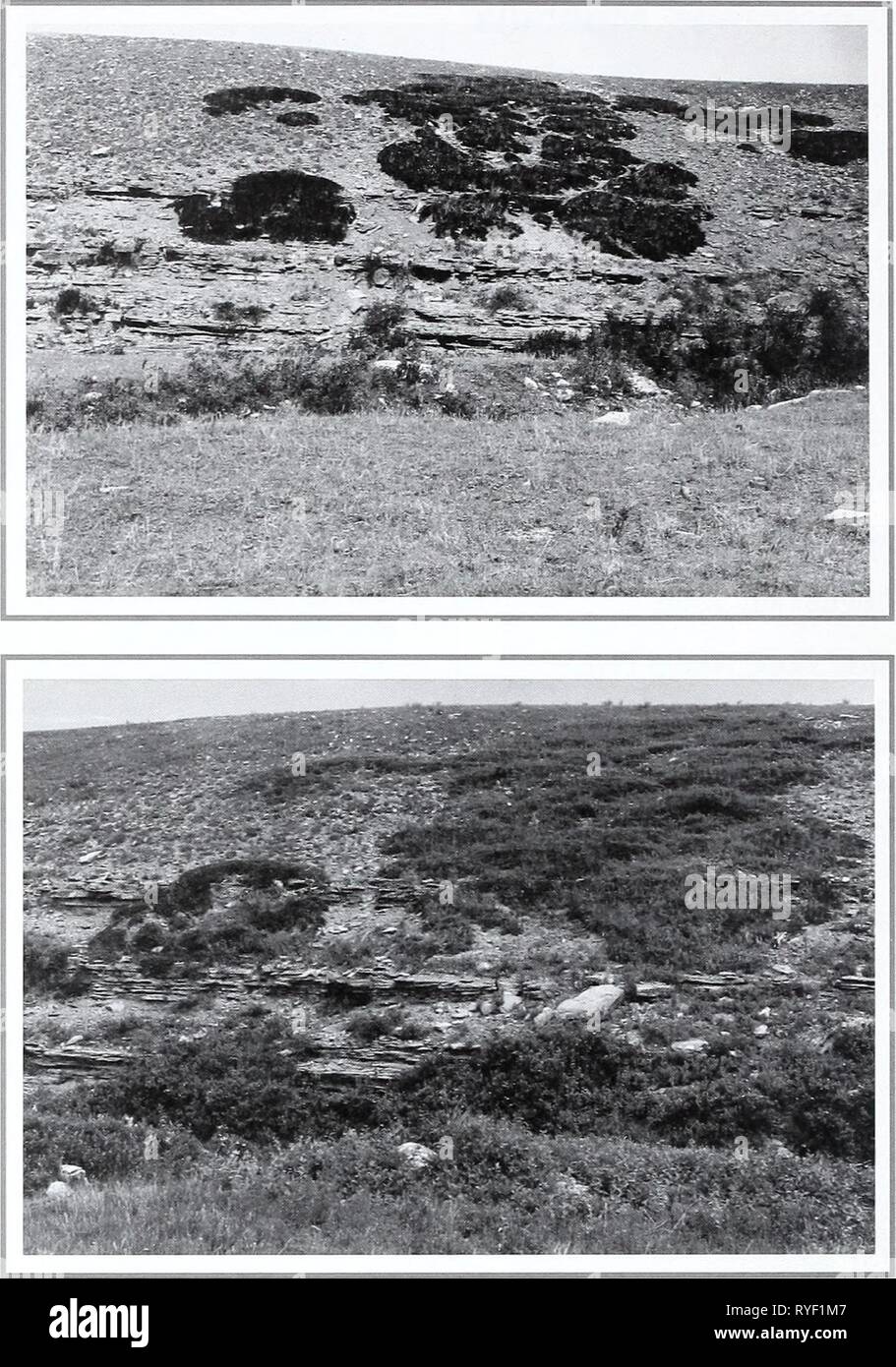 Eighty years of vegetation and landscape changes in the Northern Great Plains : a photographic record  eightyyearsofveg45klem Year: 2001  Original Photograph September 23, 1917. ShantzR-9-1917. Facing north. First Retake and Description June 29, 1959. W.S.P., G-6-1959. Clumps of Juniperus growing on the side of a wash cut in the original picture. Dr. Shantz mentions both Juniperus horizontalis and Juniperus commu- nis. In the retake there was only one plant of Juniperus communis left. The shrub in the foreground is mainly Shepherdia canadensis (from Phillips 1963, p. 37). Second Retake July 23 Stock Photo