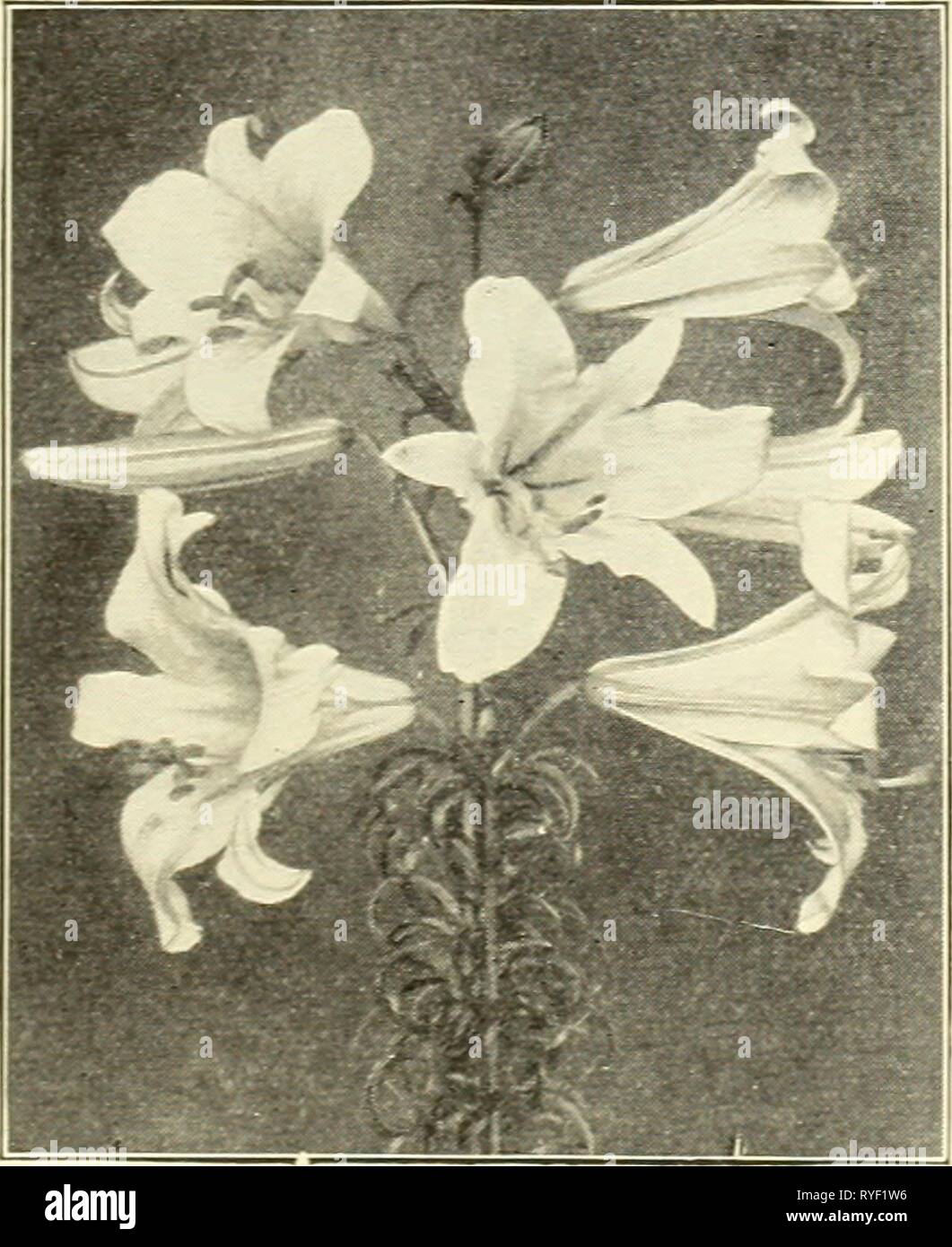 Dreer's wholesale price list for florists  dreerswholesalep1936henr Year: 1936  HENRY A. DREER Dreer's Quality Bulbs WHOLESALE LIST Hardy Lilies Auratum, Tigrinum, Phillippinense formosanum, and the Speciosums usually are received in early November, the other sorts in October. Per doz. Per 100 Auratum (Gold Banded Lily of Japan). Ivory white thickly studded with crim- son spots and striped with yellow. 3-5 feet. Blooms from July to Septem- ber. 9-11 inches circ $2 25 S15 00 Auratum platyphyllum (Macranthum). This is the Giant Gold Banded Lily which blooms from July to September. It has broader Stock Photo