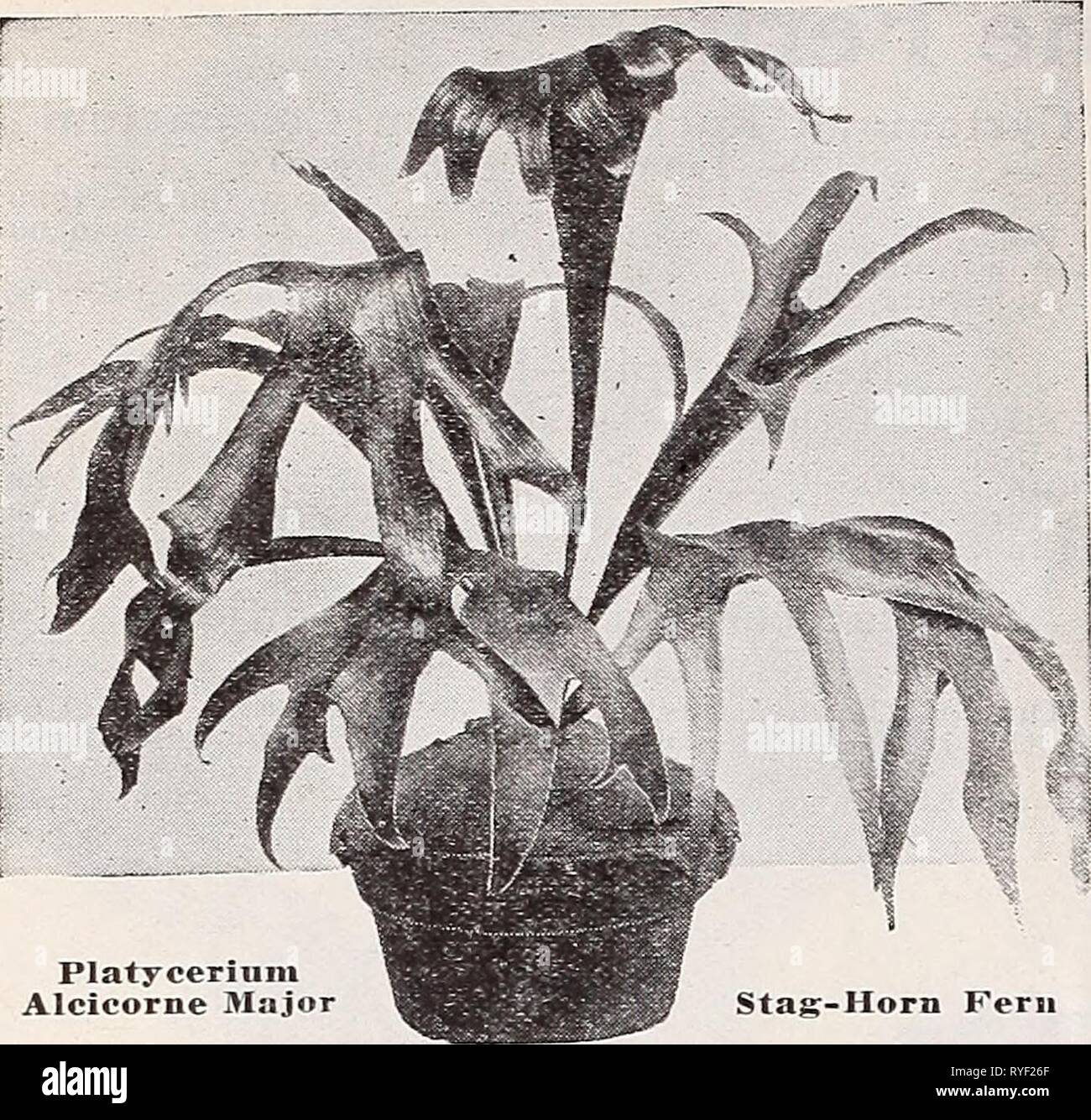 Dreer's wholesale price list for florists : bulbs flower seeds lawn grass seeds plants sundries  dreerswholesalep1933henr Year: 1933  14 HENRY A. DREER Greenhouse Plants WHOLESALE LIST    Veitcfai. Gardenia (Cape Jessamine) Strong. 5-inch pots, 75 cts. each. Platy cerium Alcicorne Major Stag-Horn Fern General Collection of Ferns Inch Po Adiantum Cnueatuin 2V4 — Hybriduin 2Y* Aspidium Tsassiniense 2*4 Blechnum Braziliensis 2V4 Cyrtomium Rochfordiannin Coinpactum -' 'j I.omaria Ciliata - ' i Pteris Adiantoides - '0 00 0 00 r,o 00 6 00 50 00 10 00 0 00 50 00 6 00 50 00 0 Otl 50 00 C 00 50 OO 6 00 Stock Photo
