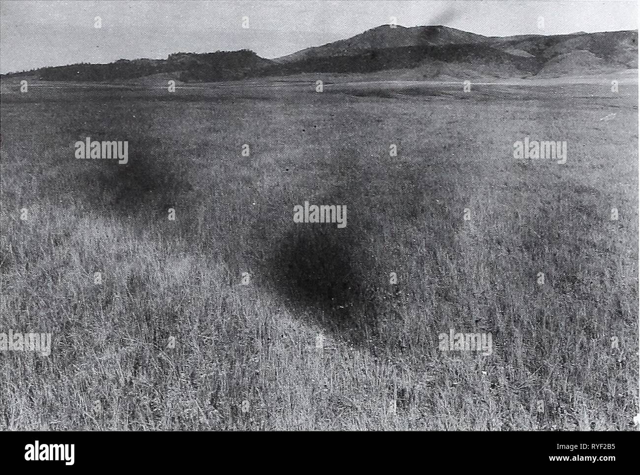 Eighty years of vegetation and landscape changes in the Northern Great Plains : a photographic record  eightyyearsofveg45klem Year: 2001  Original Photograph September 16, 1917. ShantzN-10-1917. Facing northwest. First Retake and Description August 6, 1960. W.S.P., B-5-1960. The original grass cover consisted of Bouteloua gracilis, Koeleria cristata, and Agropyron smithii, with pines on the hills. In the retake, the same plants are still present, but K. cristata seems to be dominant (from Phillips 1963, p. 43). Stock Photo