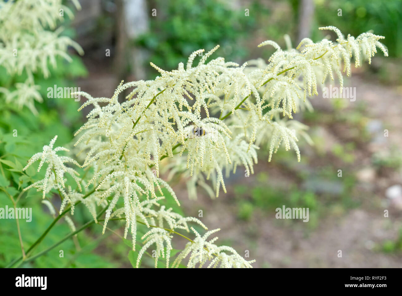 Aruncus dioicus white fluffy plant soft focus. Bumblebee gathers nectar Stock Photo