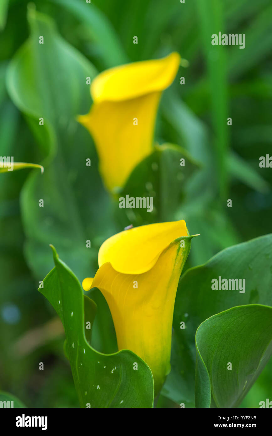 Calla lily in bloom Stock Photo Alamy