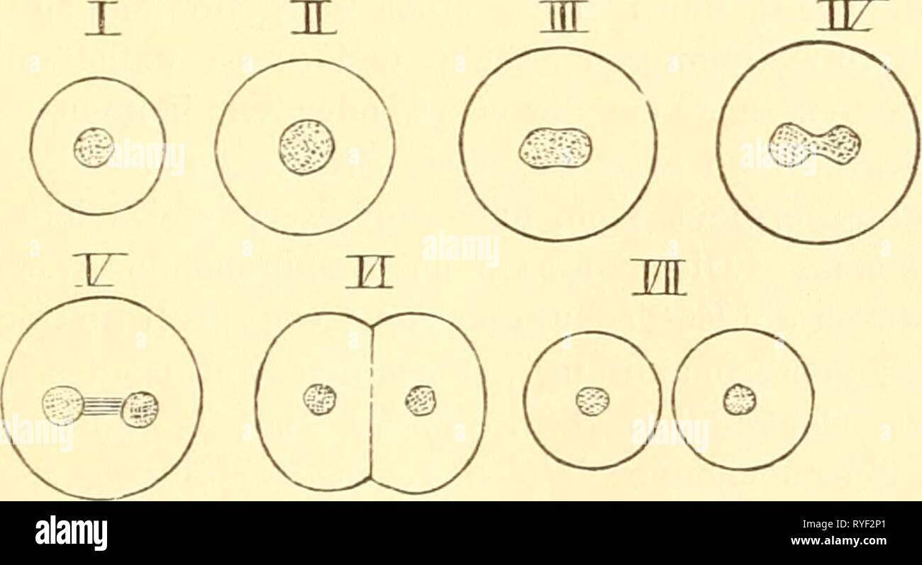 Einführung in die Kenntnis der Insekten  einfhrungindie00kolb Year: [1889]-1893  Fig. 11. I, Eine Zelle aus der Speicheldrüse von Oiiro- nomus plumosus. Nach Korscheit. 0, Oberfläche der Drüse; Z, Zellgrenze; P, hellere Protoplasma- schicht ; K, Kern m.pseudopodien- artigen Fortsätzen; KK, Kernkörper mit Vakuolen, n, in u. TV, Verschie- dene Formen von Kern- körpern aus d. Speichel- drüsen derselben Art. Nach dems. Die Lehre von den Lebenserscheiuungen der Zelle heisst die Physiologie der Zelle. e. Das Wachstum. Das Wachstum des lebenden Körpers erfolgt durch Vergrösse- rung und demnächstige T Stock Photo
