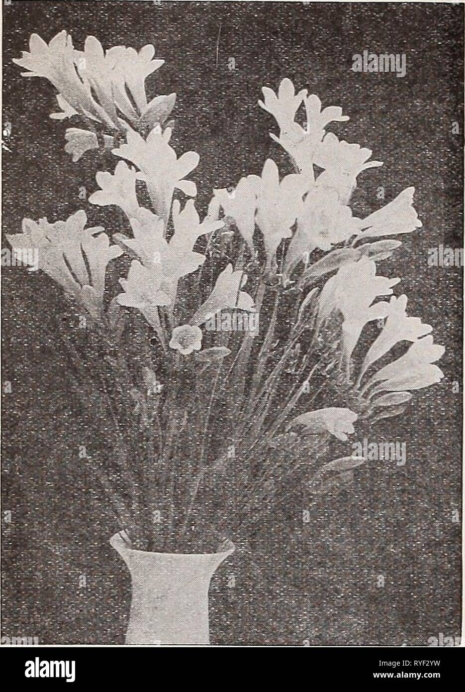 Dreer's wholesale price list for florists : flower seeds lawn grass seeds bulbs plants sundries  dreerswholesalep1933henr 0 Year: 1933  18 HENRY A. DREER Bulbs WHOLESALE LIST    Drecr's Improved Purity Freeslas Lilies for Easter Flowering Easter in 1934 comes on April 1st Lilium Harrisii (Ready early August) Our bulbs are carefully selected from a strain which Is of remarkable strong free growth, and val- uable for early forcing. Bulbs per Doz. 100 Case Case 7 to 9-in 200 $2 00 $14 00 $25 00 9 to 11-in 100 3 50 25 00 25 00 Lilium Philippinense Formosanum (Ready in August) A remarliable lily wi Stock Photo