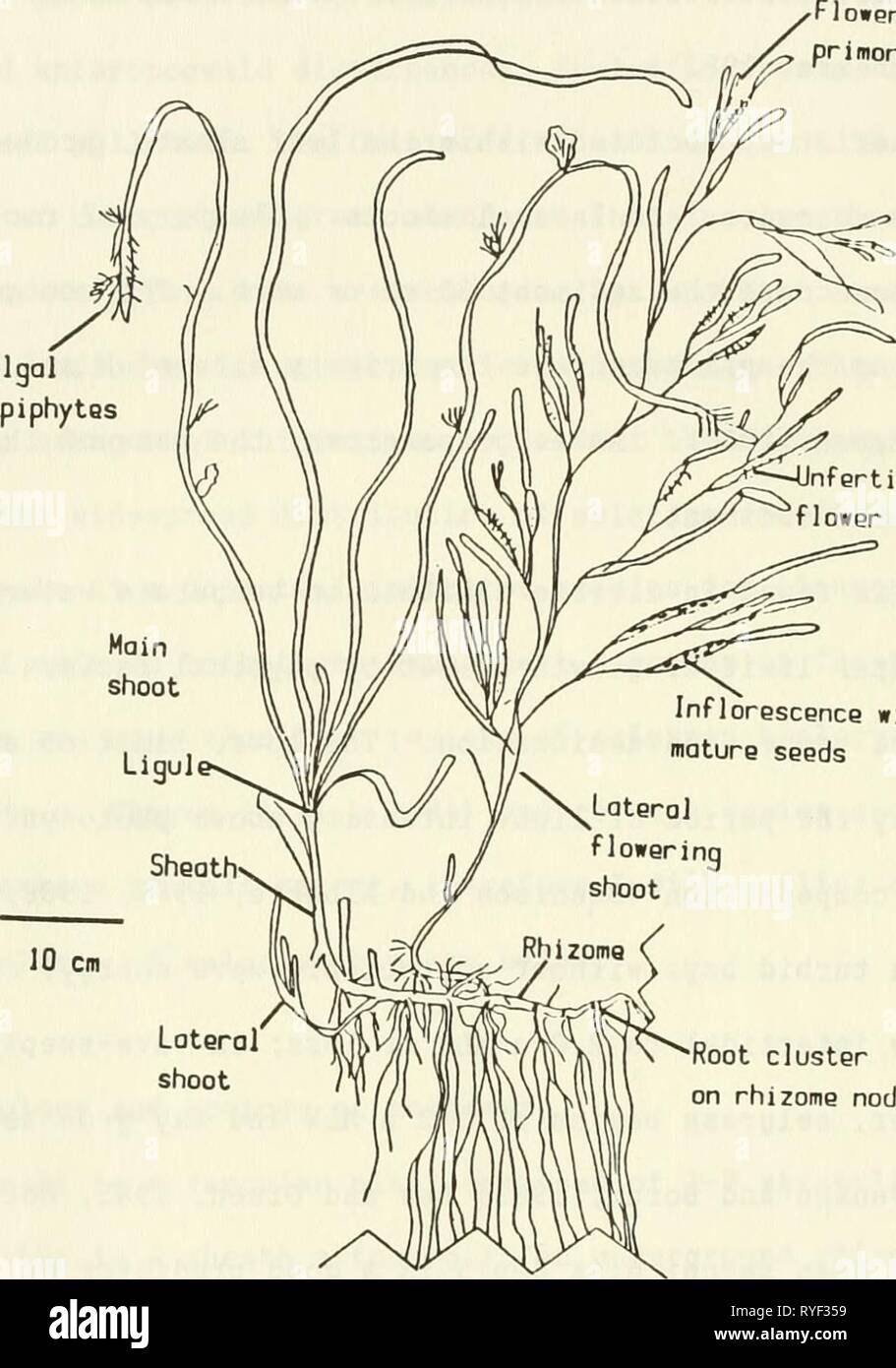 Eelgrass in Buzzards Bay : distributation, production, and historical changes in abundance  eelgrassinbuzzar00cost Year: 1988  primordio Algal epiphytes Infertilized flower    ntlorescence with mature seeds Root cluster on rhizome node Figure 1. General morphology of Zostera marina. Eelgrass leaves are bound together in a sheath attached to an underground rhizome with clusters of roots on each rhizome node. Lateral vegetative or reproductive shoots may originate from within the sheath of the main shoot. The inflorescence on the lateral reproductive shoot contains both male and female flowers.  Stock Photo