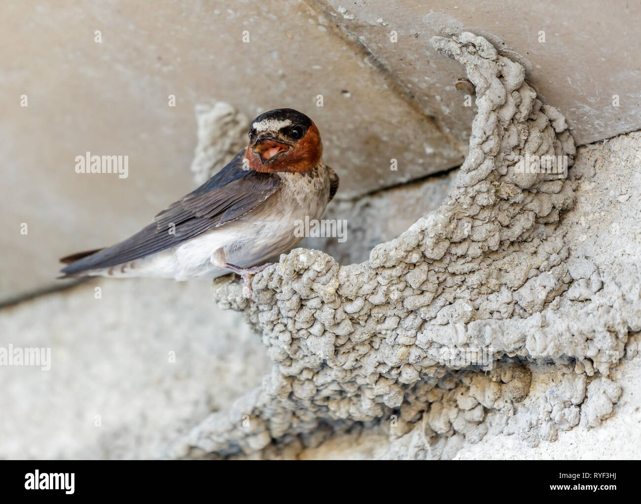 Barn Swallow Nest Cups For Sale informacionpublica.svet.gob.gt