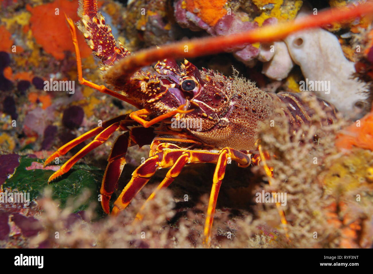 A spiny lobster Palinurus elephas underwater in the Mediterranean sea, France Stock Photo