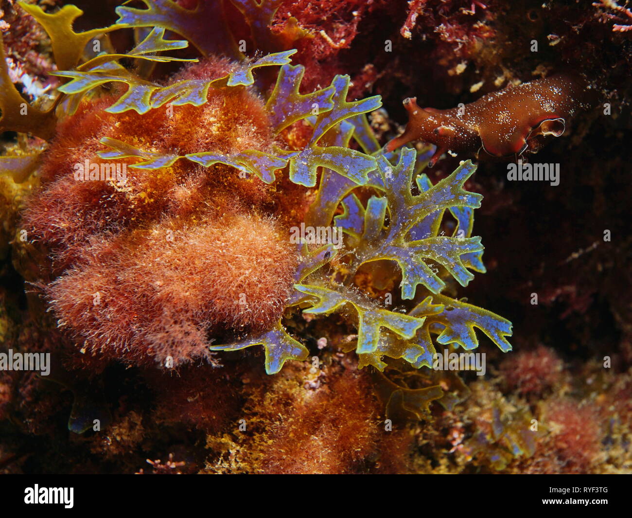 Colorful algae Dictyota dichotoma with Ceramium Sp. underwater in the Mediterranean sea, Spain Stock Photo