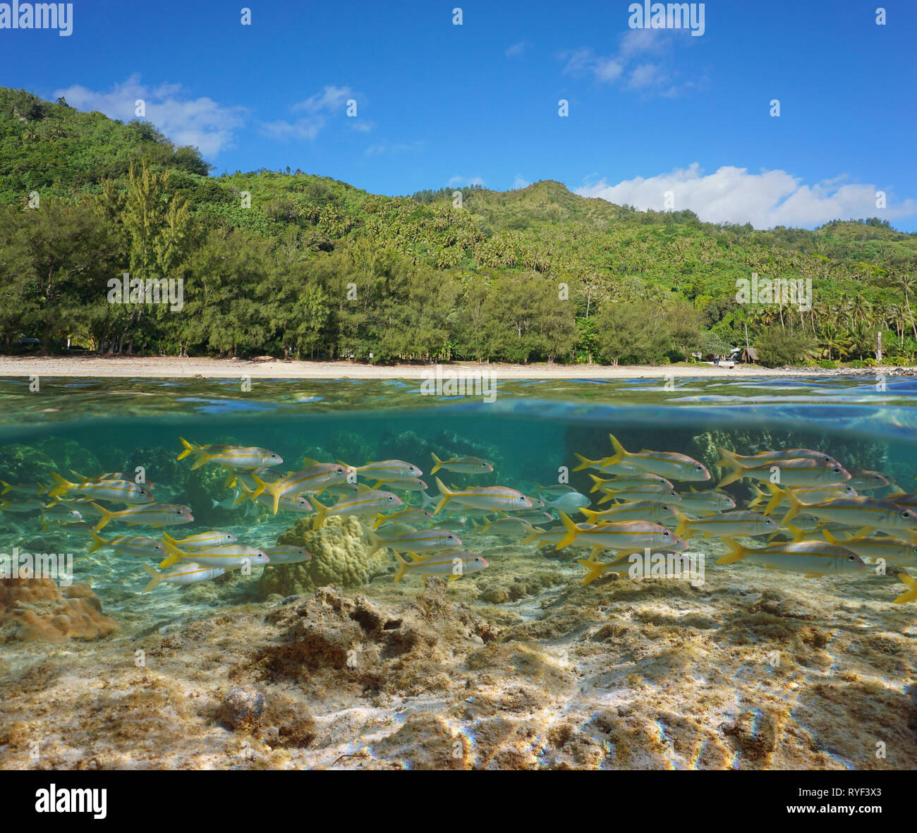 French Polynesia, Rurutu island luxuriant coastline with a school of fish underwater, south Pacific, Austral archipelago, split view Stock Photo